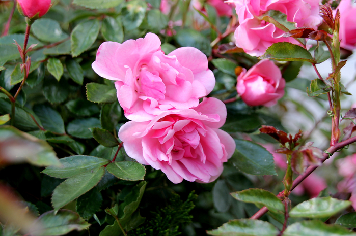 196 (700x465, 416Kb)