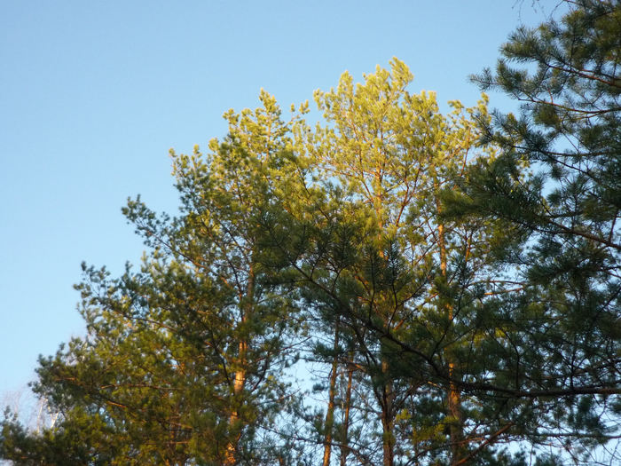 P1270598 (700x525, 531Kb)