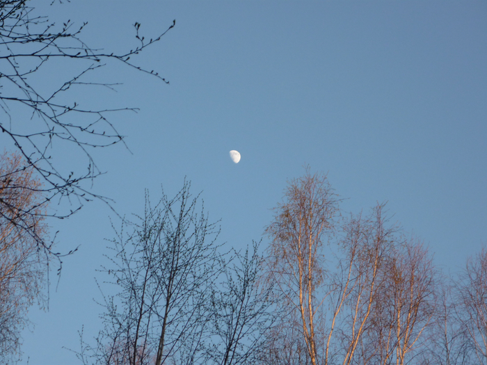 P1270602 (700x525, 423Kb)