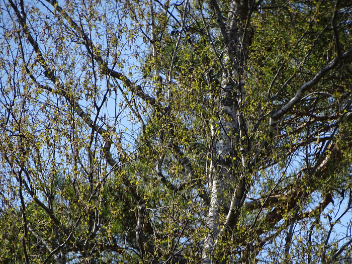 DSC00135 (700x525, 723Kb)