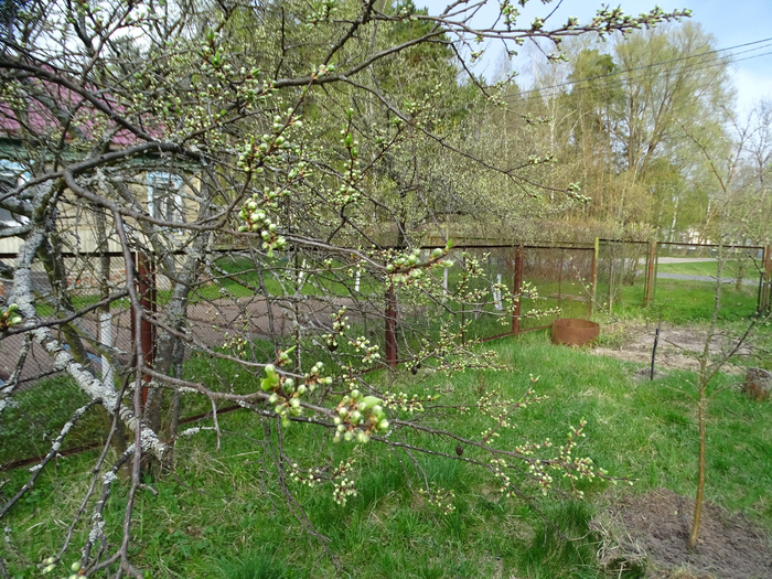 DSC00391 (700x525, 590Kb)