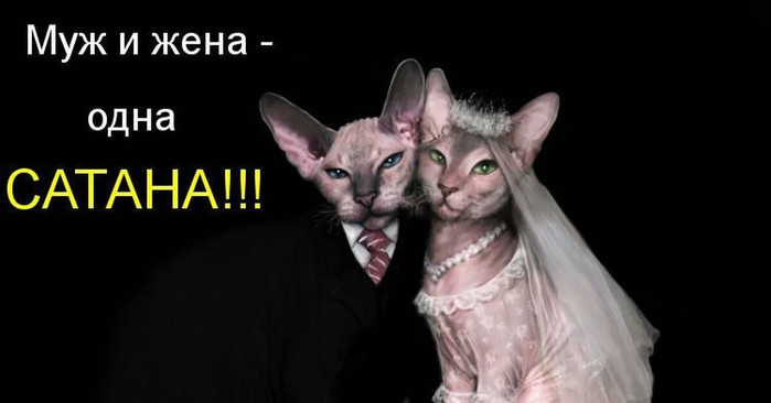 (470x320)/4743317_cheta (700x366, 38Kb)
