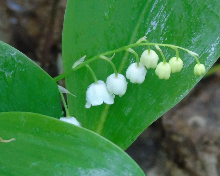 DSC00980 (700x562, 335Kb)