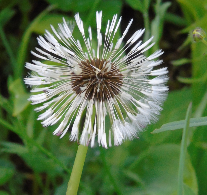 DSC01069 (700x661, 500Kb)