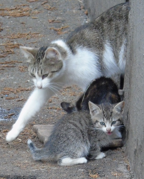 DSC00899 (565x700, 371Kb)