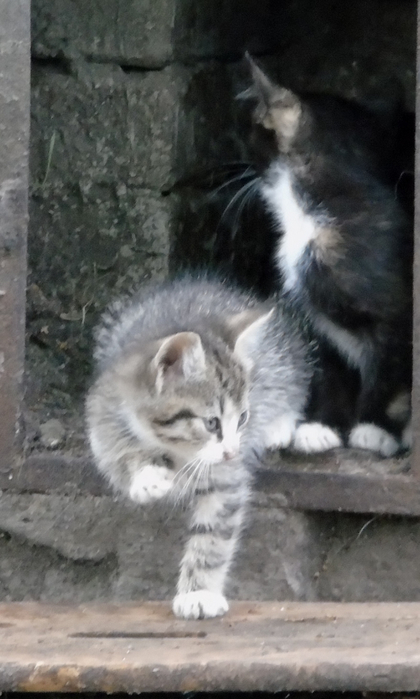 DSC00922 (420x700, 240Kb)