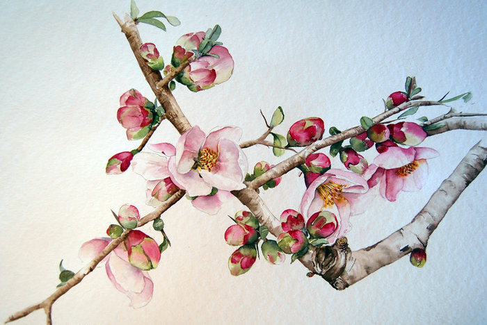 Japanese cherry blossoms (700x468, 545Kb)