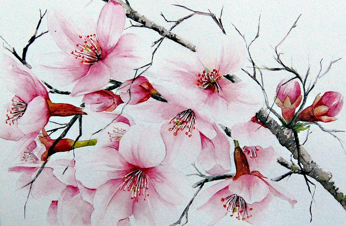 Flowering spring Japan (700x456, 609Kb)