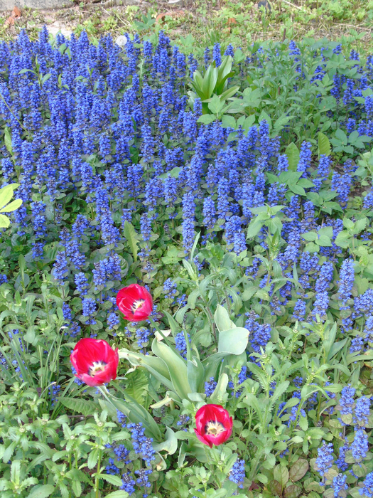 DSC01095 (525x700, 694Kb)