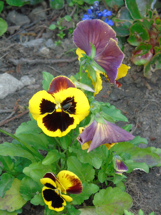 DSC01113 (525x700, 492Kb)