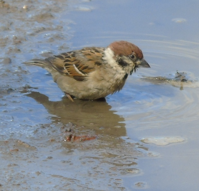 DSC01116 (642x617, 303Kb)