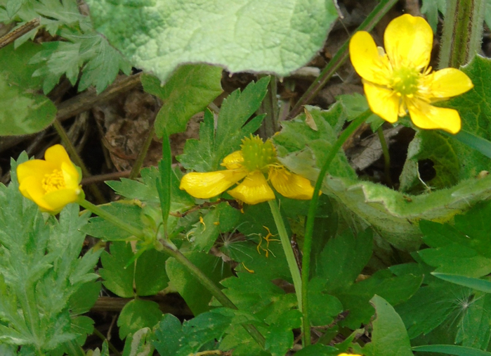 DSC01149 (700x506, 409Kb)