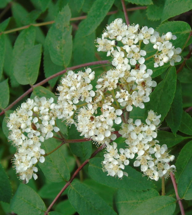 DSC01155 (623x700, 542Kb)