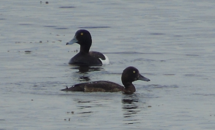 DSC01163 (694x418, 199Kb)