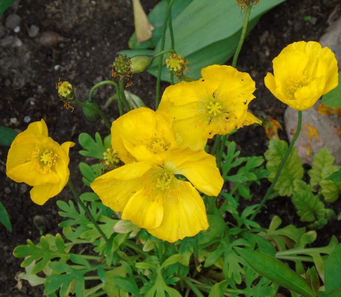 DSC01208 (700x609, 516Kb)