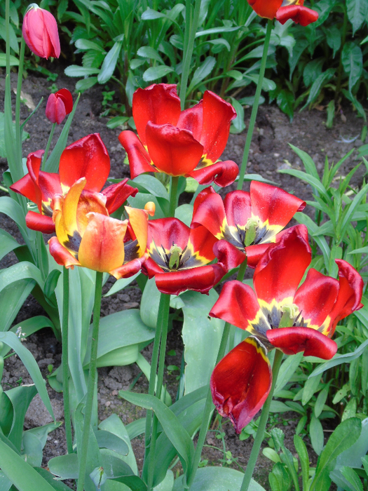 DSC01216 (525x700, 548Kb)