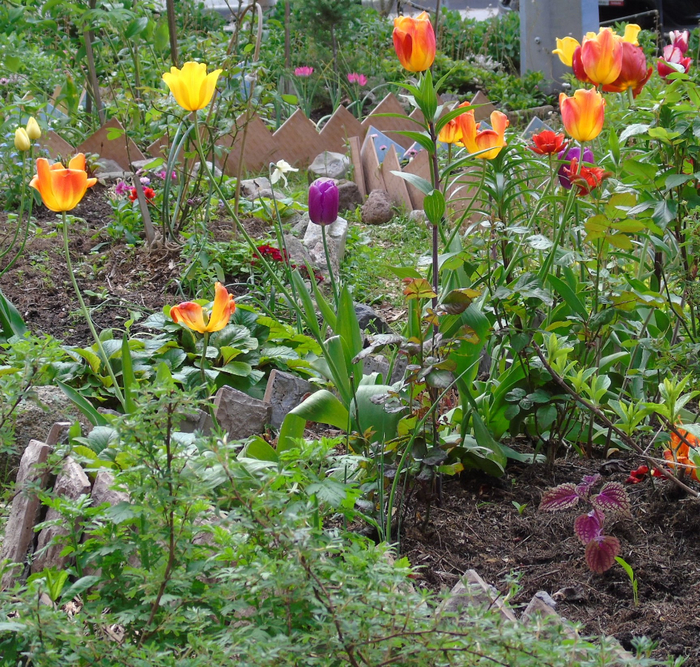 DSC01222 (700x667, 765Kb)