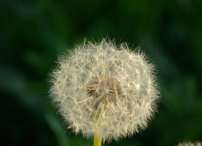 IMGP0080c (700x507, 370Kb)