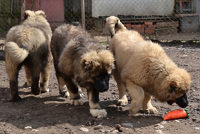 5079162_DSC_0468 (700x468, 302Kb)