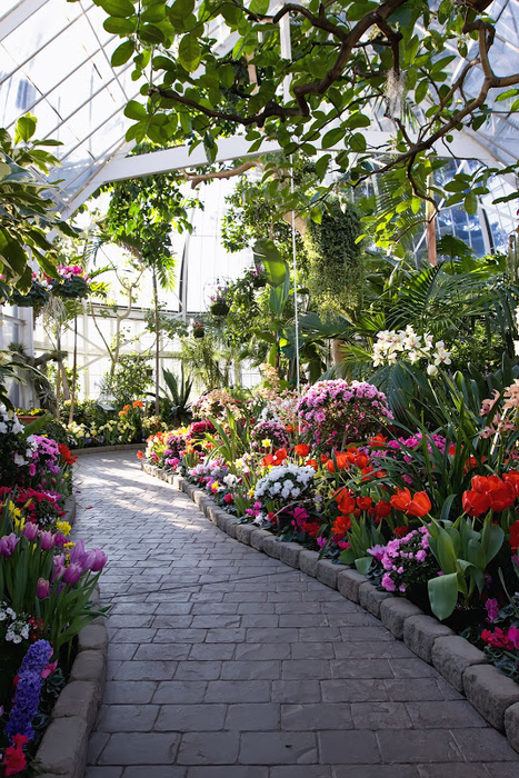 Seymour_Botanical_Conservatory,_interior (657x900, 542Kb)