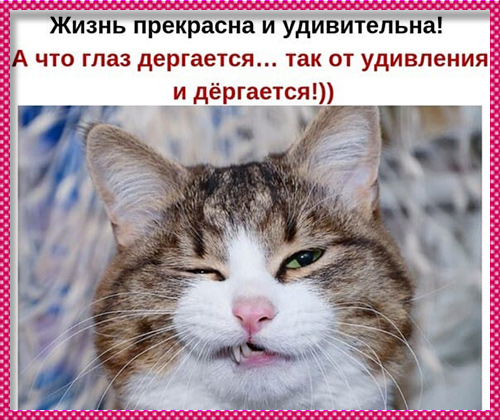 Котоматрица - 4 - Страница 24 152097760_b_22_