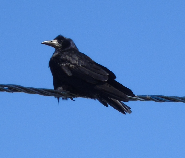 DSC02458 (700x597, 245Kb)