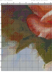   озовые розы (DMC)-006 (494x700, 525Kb)