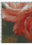   озовые розы (DMC)-008 (494x700, 543Kb)