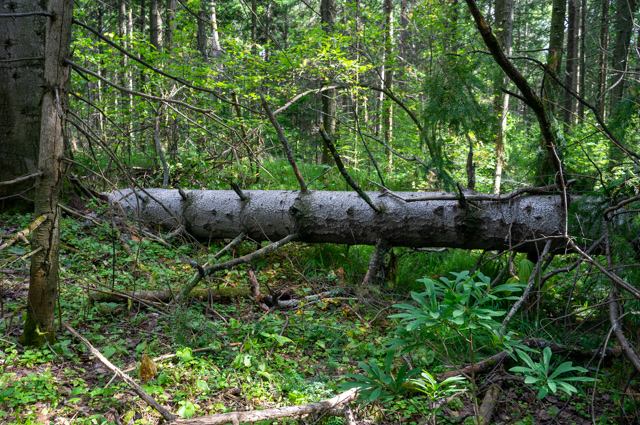 DSC02991 (640x425, 624Kb)