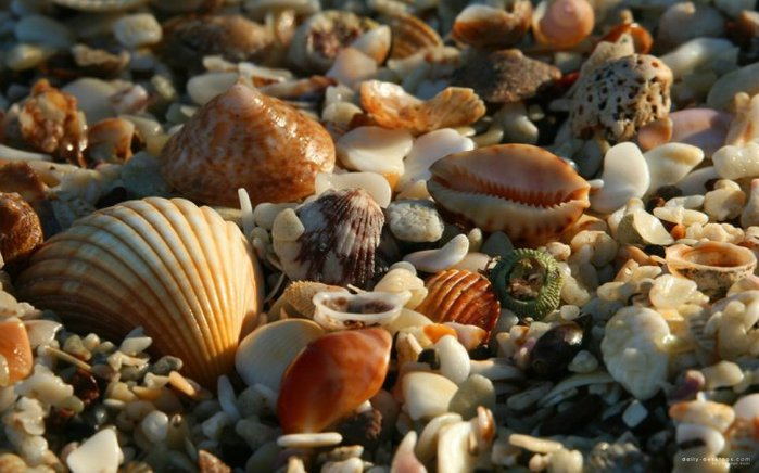 101428084_shells_45 (699x436, 292Kb)