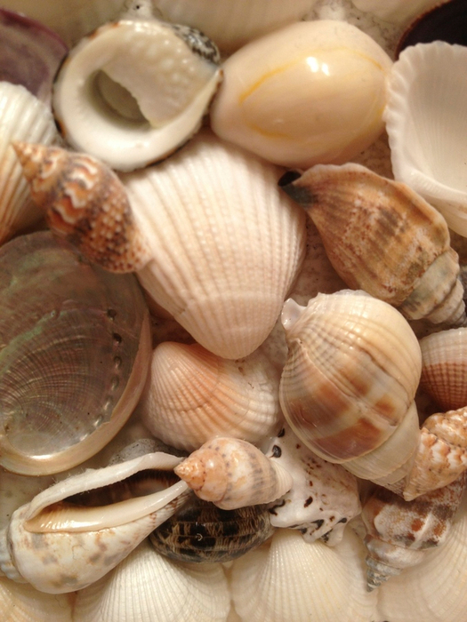 101428102_shells_20 (525x700, 422Kb)