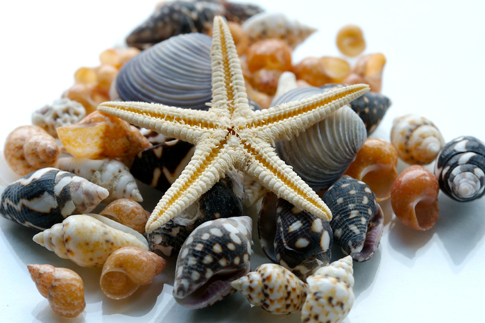 Shells_Many_Starfish_483494 (700x465, 364Kb)