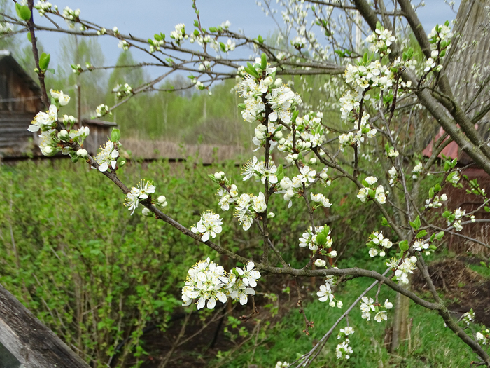 DSC00503 (700x525, 549Kb)