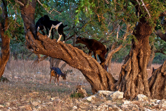 goats-in-the-trees-011 (1000x766, 231Kb)