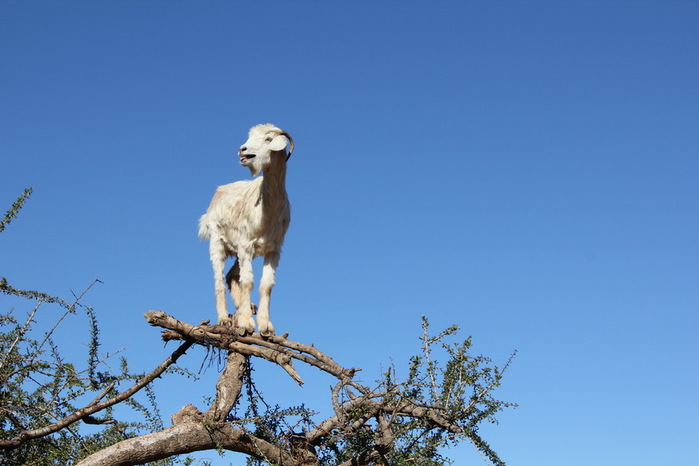 goats-in-the-trees-005 (1000x766, 79Kb)