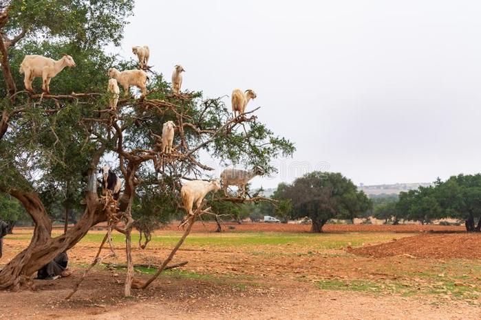 ziegen-die-argan-tree-entlang-der-straße-zu-essaouira-marokko-nach-marrakesch-klettern-ländlichen-auf-einem-gebiet-154993099 (1000x766, 67Kb)