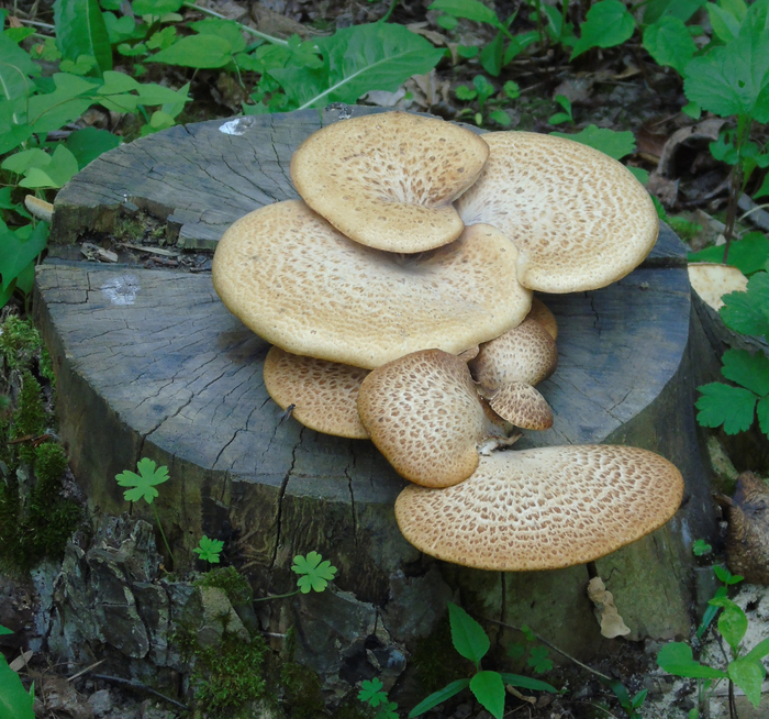 DSC03436 (700x654, 590Kb)