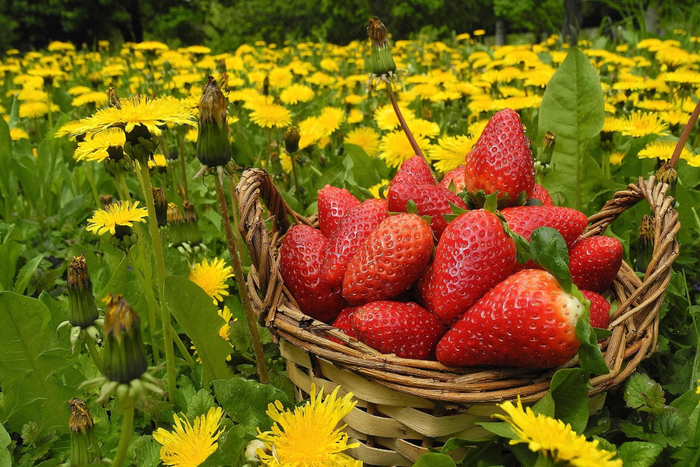 flowers-berries-strawberries (700x467, 515Kb)