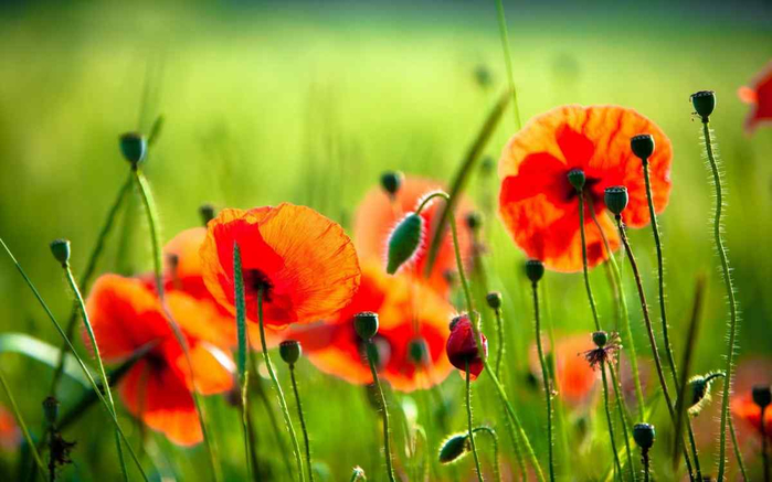 red-poppies (700x437, 302Kb)