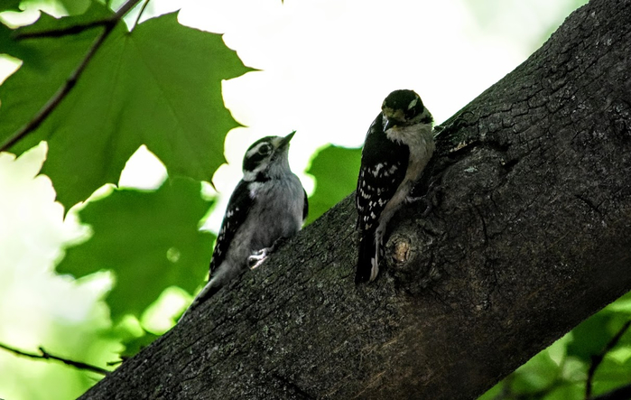 dv2 (700x443, 282Kb)