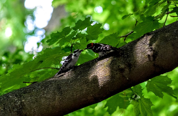 dv4 (700x458, 371Kb)