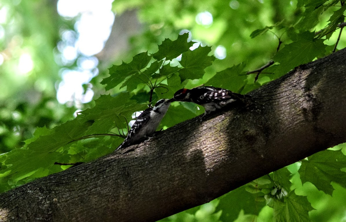 dv5 (700x449, 328Kb)