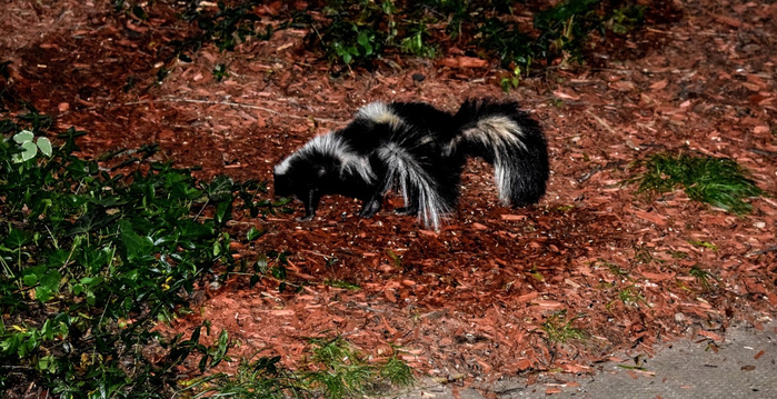 dv6 (700x359, 398Kb)