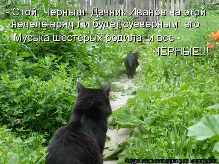 kotomatritsa_qH (700x524, 513Kb)