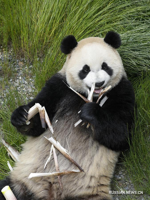 Great panda. Резерваты большой панды Сычуань. Большой Панда. Резерваты большой панды в провинции Сычуань. Большая Панда интересные особенности.