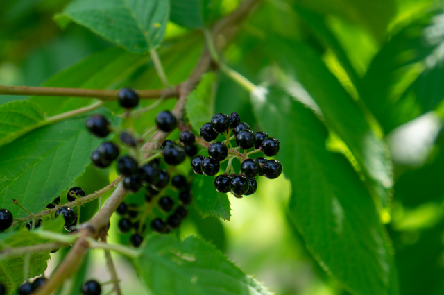 DSC02565 (640x425, 269Kb)