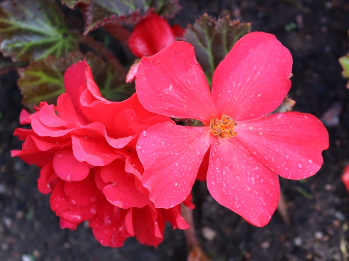 IMG_0909 (700x524, 361Kb)