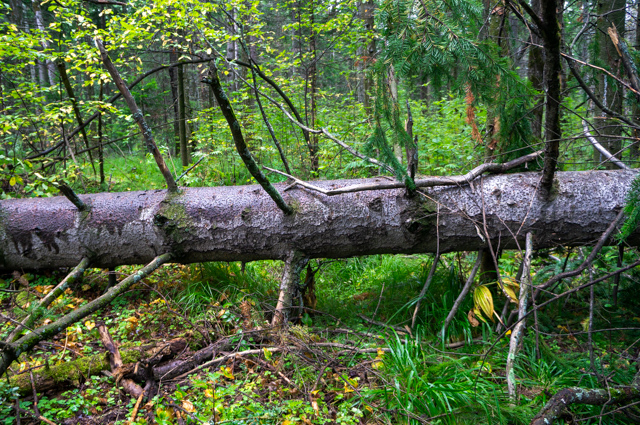 DSC03002 (640x425, 661Kb)