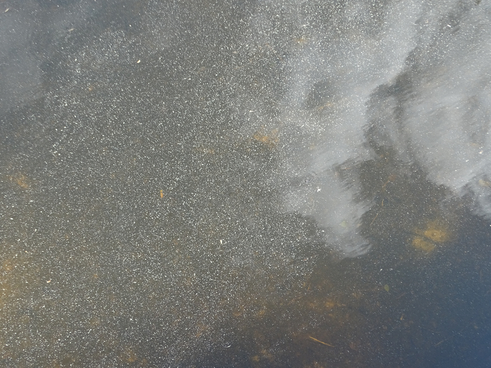 DSC00633 (700x525, 411Kb)