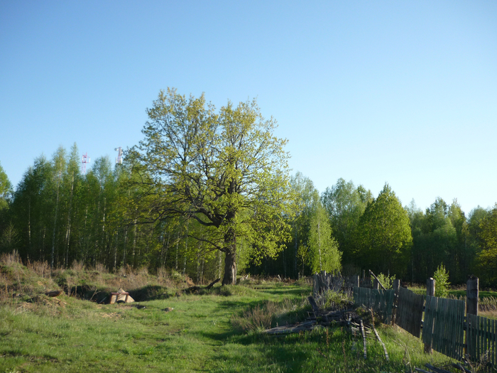 P1270706 (700x525, 489Kb)